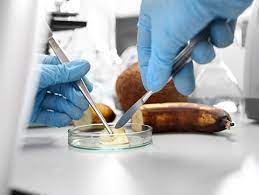 Food and Beverage Management Diploma